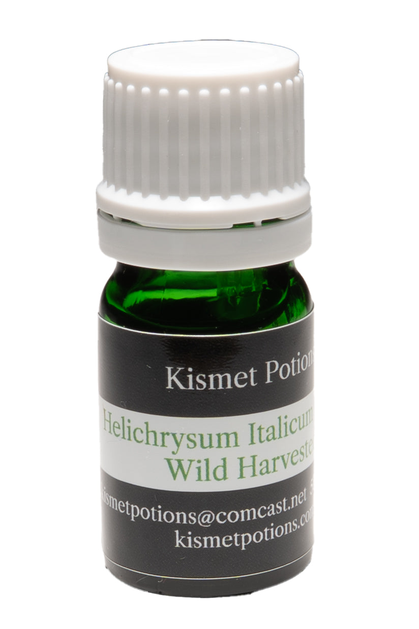 Helichrysum Italicum Wild Harvest Croatia